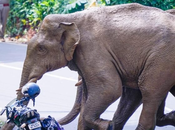 जंगली हाथी थोडुपुझा के पास गाँवों में प्रवेश करते हैं, फसलों को नुकसान पहुंचाते हैं