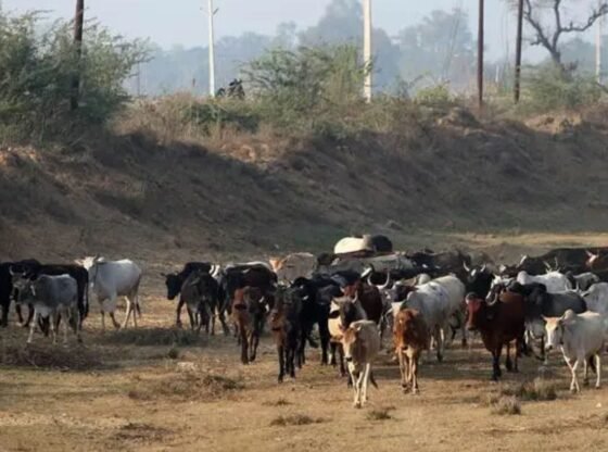गाउ प्रोटेक्शन, पशुधन विकास में एक नेता राज्य: यूपी सरकार | लखनऊ समाचार