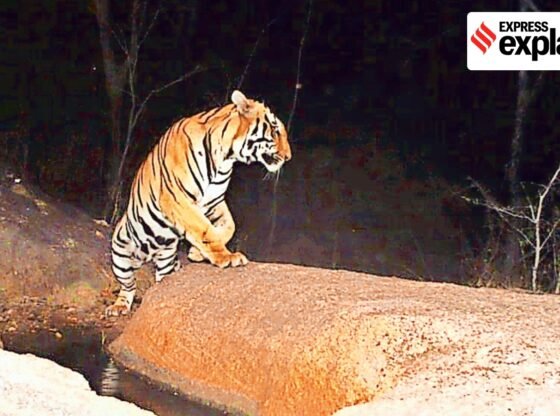 टाइगर का लॉन्ग वॉक पूर्व, शिकार के साथ अपने स्वयं के पैच की तलाश में, साथी | समाचार समझाया