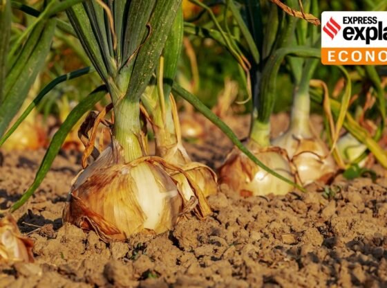 समझाया: बायोस्टिमुलेंट्स जो पौधे की वृद्धि में सहायता करते हैं, अब केंद्र की जांच के तहत | समाचार समझाया
