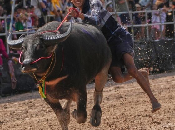 थाईलैंड में भैंसों की एक सौंदर्य प्रतियोगिता से इस विनम्र जानवर का दर्जा बढ़ जाता है