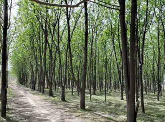 भारत वन क्षेत्र में विश्व स्तर पर नौवें स्थान पर पहुंचा: एफएओ | भारत समाचार