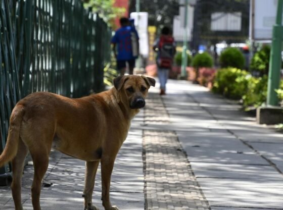 आवारा कुत्तों का मामला: सुप्रीम कोर्ट ने आदेश का पालन न करने पर राज्यों, केंद्रशासित प्रदेशों के मुख्य सचिवों को तलब किया