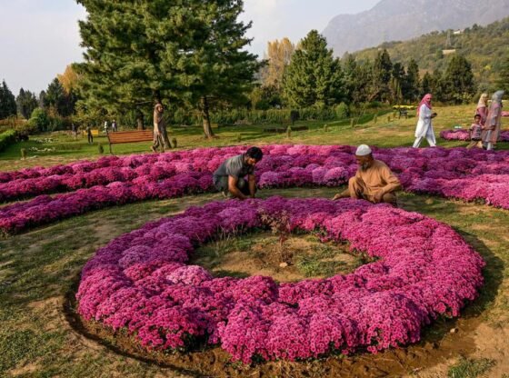 कश्मीर के धूसर पर्यटन काल को रंगों से भरने के लिए 30 लाख खिले हुए गुलदाउदी