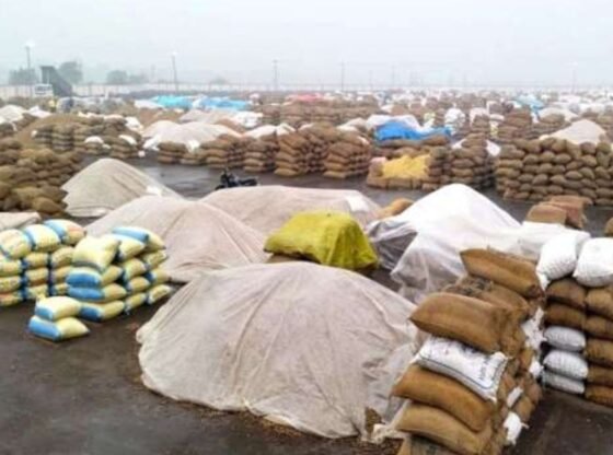 गुजरात में बेमौसम बारिश | एमएसपी पर फसलों की खरीद स्थगित: राज्य सरकार | अहमदाबाद समाचार