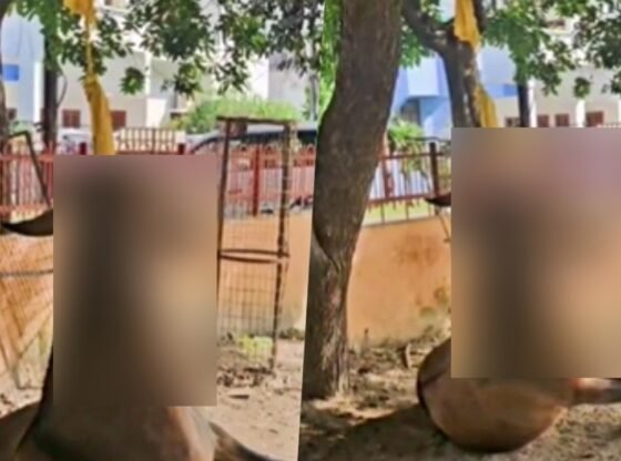 लखनऊ में पेड़ से लटका मिला खच्चर, वीडियो वायरल
