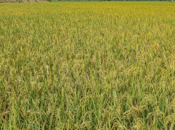 वर्तमान सांबा मौसम के दौरान कावेरी डेल्टा में धान कवरेज पिछले साल की तुलना में कम
