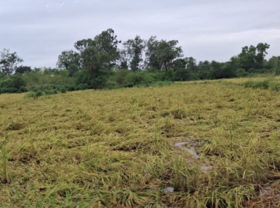 दक्षिण गुजरात के जिलों में भारी बारिश: वलसाड में धान उगाने वाले किसानों को भारी नुकसान की आशंका | अहमदाबाद समाचार