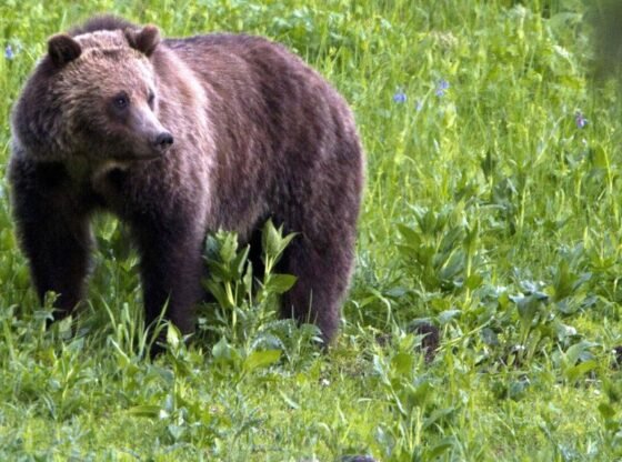 ग्रिजली ने कनाडा में पैदल यात्रा के दौरान स्कूली बच्चों और शिक्षकों पर हमला किया, जिसमें 11 घायल हो गए