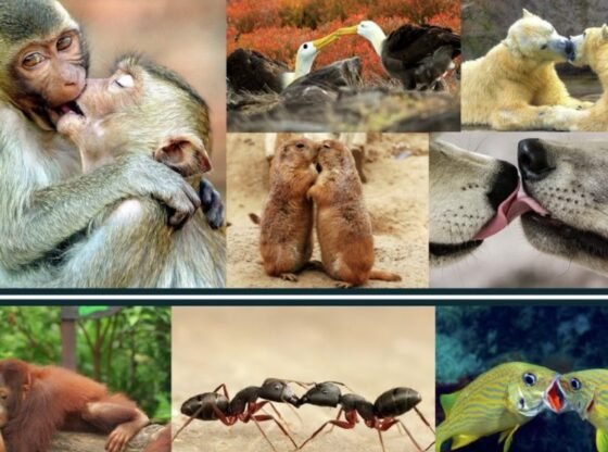 हमने 21 मिलियन वर्ष पहले वानरों से अपना स्मूच चुराया था | भारत समाचार