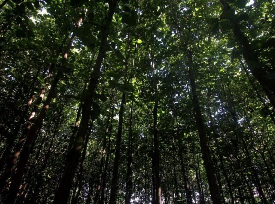 सुप्रीम कोर्ट 314 वर्ग किमी की सुरक्षा करता है. झारखंड के सारंडा में प्राचीन साल वन का