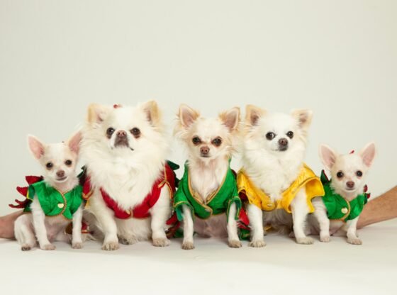 ब्रिटेन में पालतू जानवरों की क्लोनिंग का चलन है, जहां हताश ब्रितानी 'ज़ोंबी कुत्तों' को पुनर्जीवित करने के लिए £50k का भुगतान करते हैं... जैसा कि टीवी स्टार ने प्रतिकृति जुड़वां बच्चों का खुलासा किया है