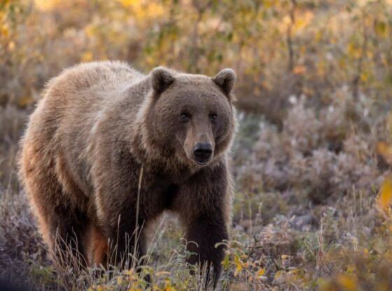 भयावह भालू ने स्कूल जाते समय बच्चों पर हमला कर दिया, जिससे कम से कम 11 बच्चे और शिक्षक घायल हो गए