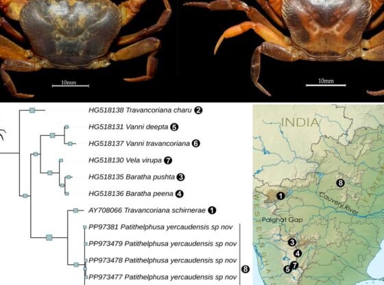 यरकौड में मीठे पानी के केकड़े की नई प्रजाति की पहचान की गई