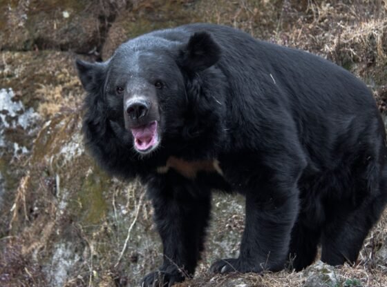 कई घातक हमलों के बाद खून के प्यासे भालुओं से लड़ने के लिए सेना तैनात की गई