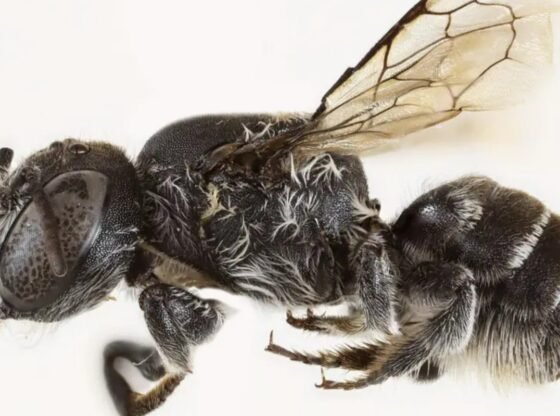 शैतान के सींगों वाली डरावनी 'लूसिफ़ेर' मधुमक्खी खौफनाक-रेंगने वाले हॉटस्पॉट ऑस्ट्रेलिया में खोजी गई नवीनतम डरावनी प्राणी बन गई है