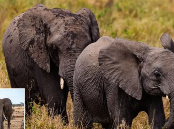 43 वर्षीय लकड़हारे को जंगली हाथियों ने कुचलकर मार डाला, पहले हमले में वह घायल हो गया और फिर वापस लौटते झुंड ने उसे मार डाला