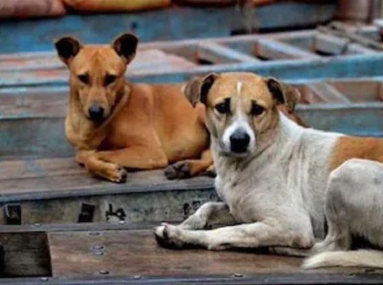 आवारा कुत्तों को खाना खिलाने का मामला: सुप्रीम कोर्ट 7 नवंबर को निर्देश जारी करेगा, राष्ट्रीय डेटा मांगा जाएगा