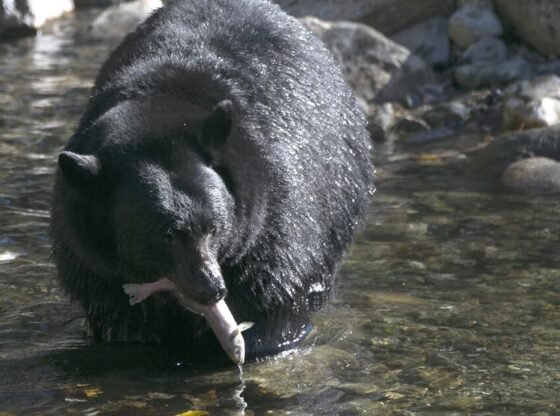 सर्दियों के लिए तैयार हो रहा एक भालू एक ताहो आदमी का उसके घर तक पीछा करता रहा