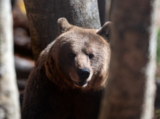 पिछवाड़े में भालू, दरवाजे पर भेड़िये: ग्रीक गांवों में शिकारियों की समस्या बढ़ती जा रही है