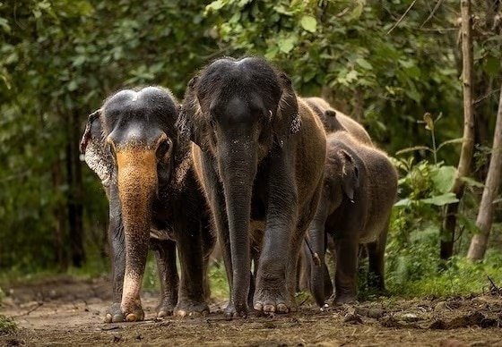 लुप्तप्राय प्रजाति निकाय उन्नत बुनियादी ढांचे, प्रजनन कार्यक्रमों के लिए वंतारा की प्रशंसा करता है