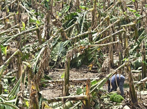 जगन 4 नवंबर को कृष्णा जिले में चक्रवात प्रभावित क्षेत्रों का दौरा करेंगे